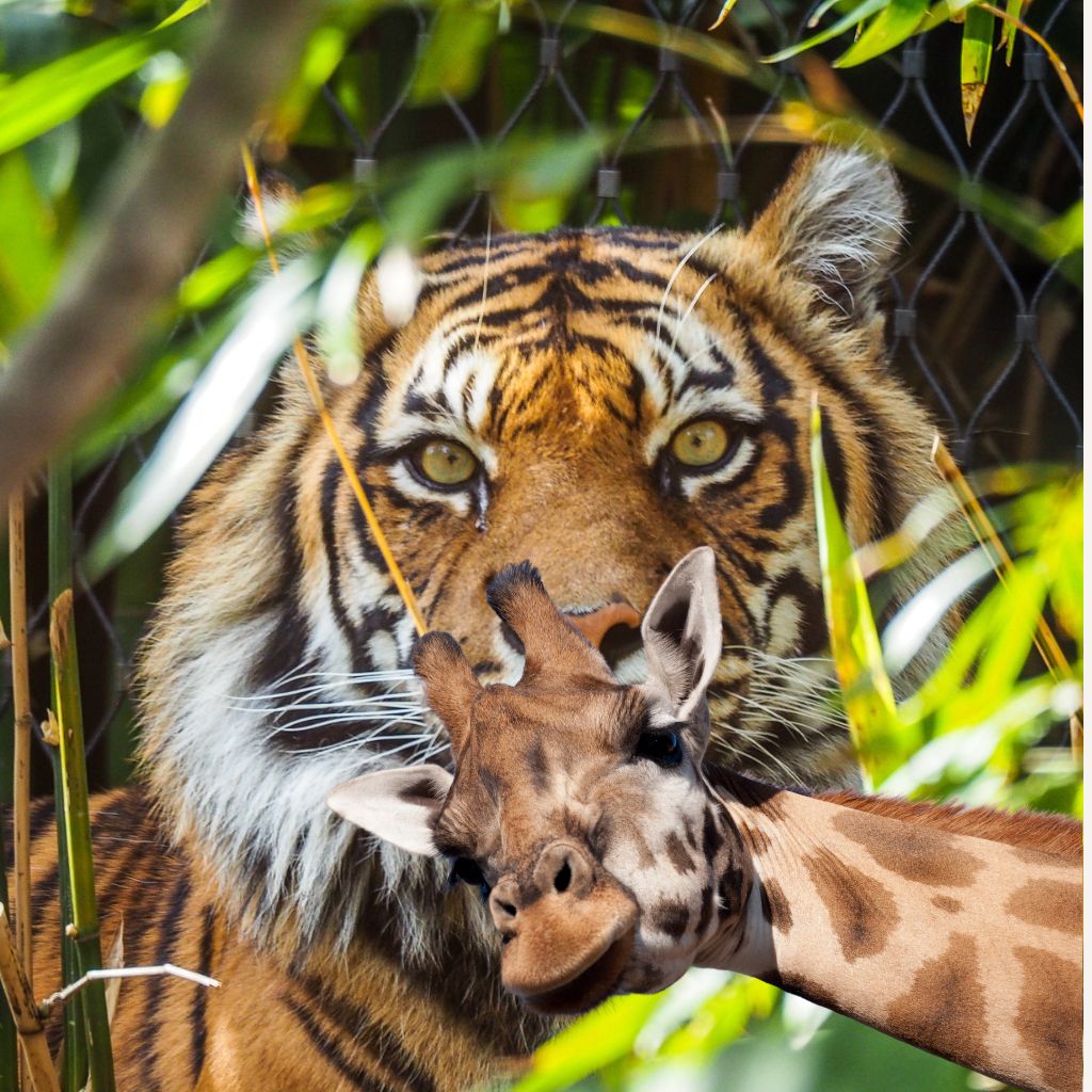 Ein Paradies zwischen Palmen und Pfauen – Die Magie der Wilhelma in Stuttgart
